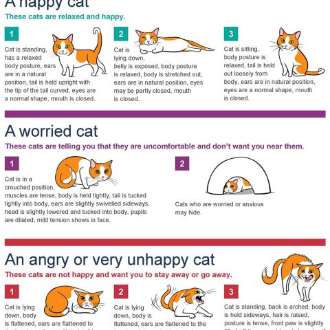 Cats, Understanding their Body Language - Animal Concern Cumbria ...