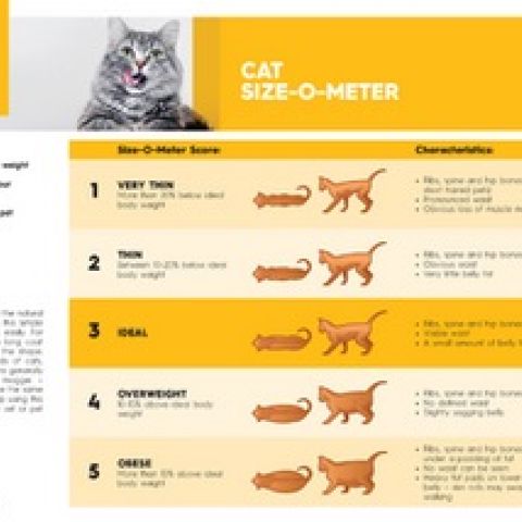 Cat weight chart - Animal Concern Cumbria - Rehoming and supporting ...