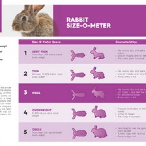 Rabbit weight chart - Animal Concern Cumbria - Rehoming and supporting